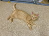 Otis - Photo 2