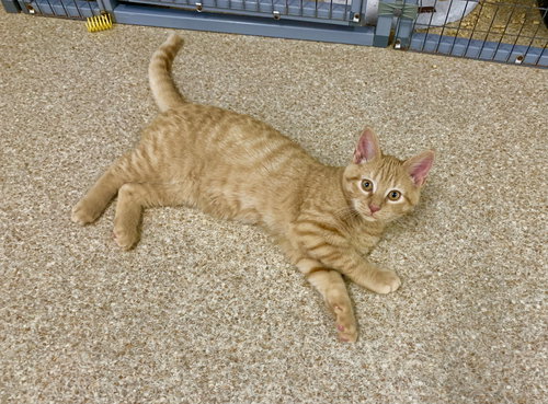 OTIS - Tabby / Domestic Short Hair available for adoption