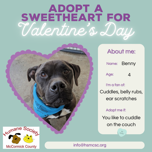 picture of the dog needing adoption