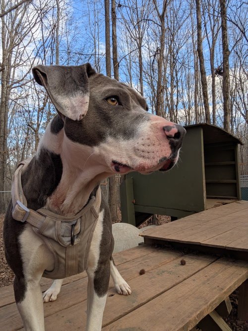 picture of the dog needing adoption