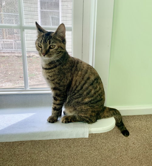 picture of the cat needing adoption
