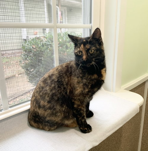 picture of the cat needing adoption