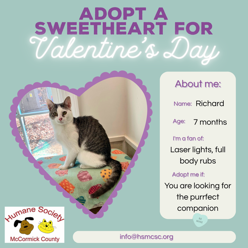 picture of the cat needing adoption