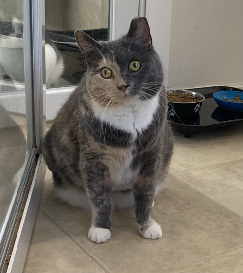 picture of the cat needing adoption