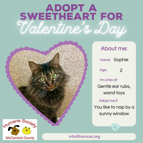 picture of the cat needing adoption
