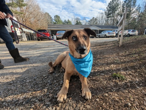 Brandie, an adoptable German Shepherd Dog in McCormick, SC