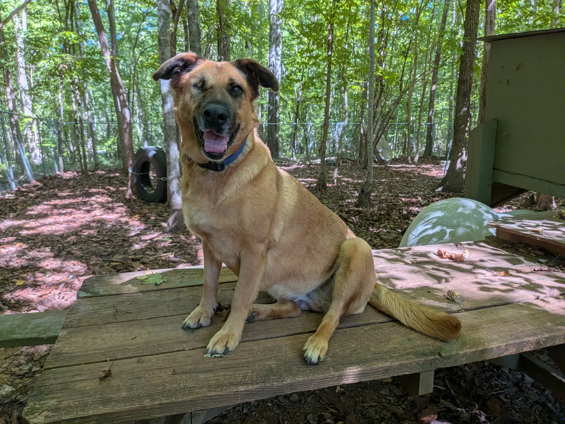 Brandie - German Shepherd Dog