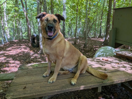 Brandie, a dog for adoption from The Humane Society of McCormick County, Inc.