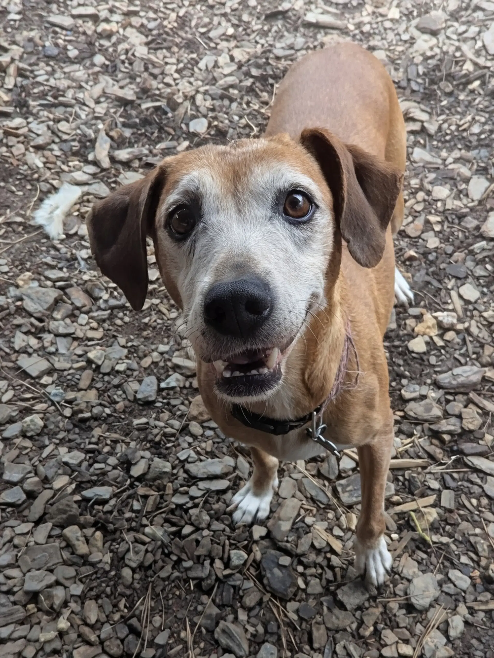 Amelia - mixed breed