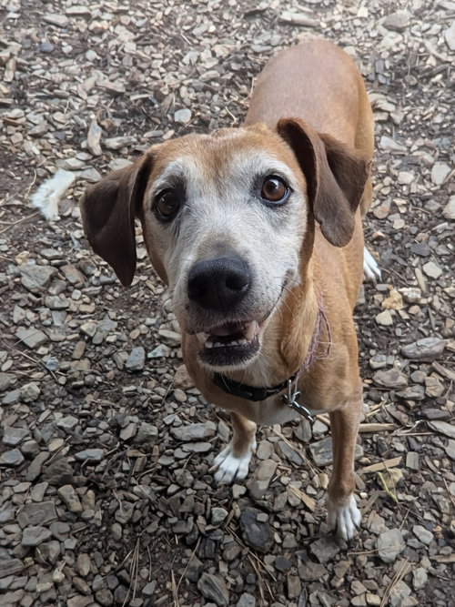 picture of the dog needing adoption