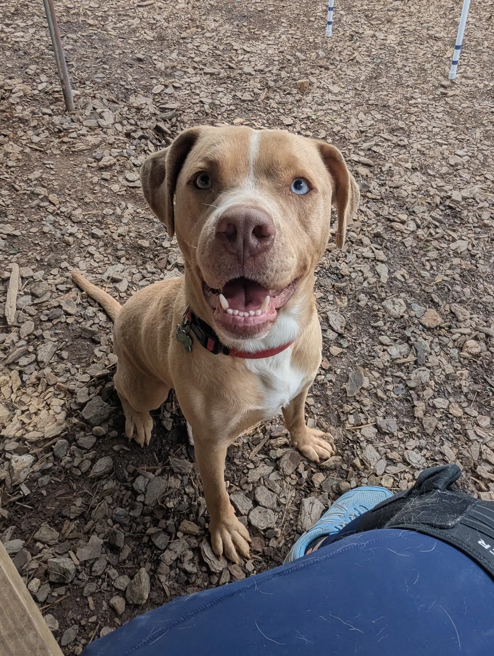 Loki - Terrier