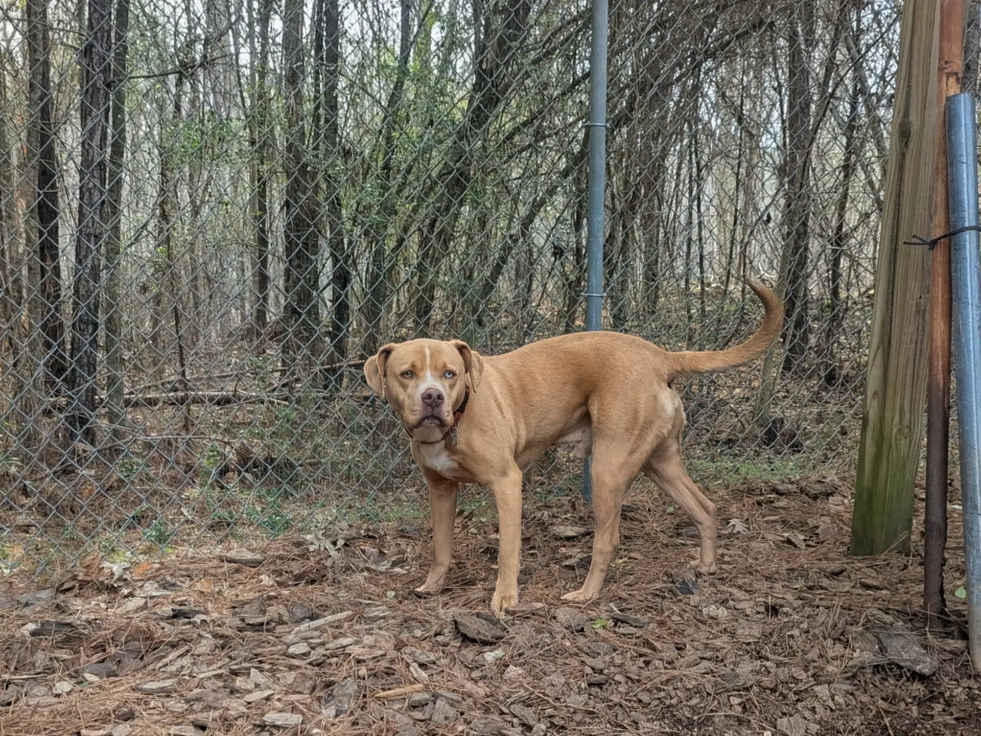 Loki image 3