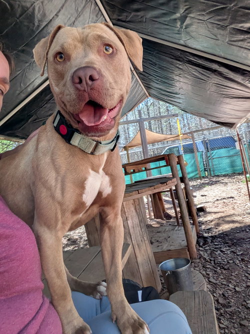 picture of the dog needing adoption