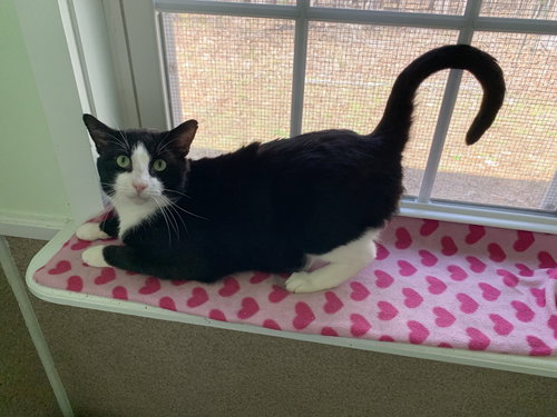 Usher, an adoptable Domestic Short Hair in McCormick, SC