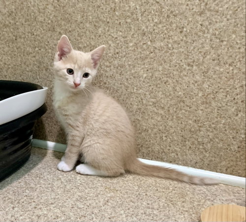 Cosmo, an adoptable Domestic Short Hair in McCormick, SC
