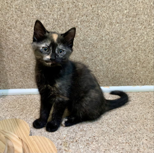 Cora, an adoptable Domestic Short Hair in McCormick, SC