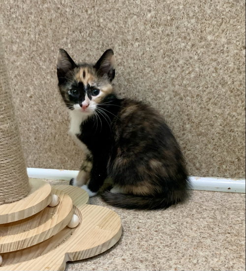 Cookie, an adoptable Domestic Short Hair in McCormick, SC