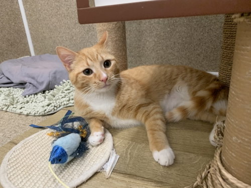Cheesy Puff, an adoptable Domestic Short Hair in McCormick, SC