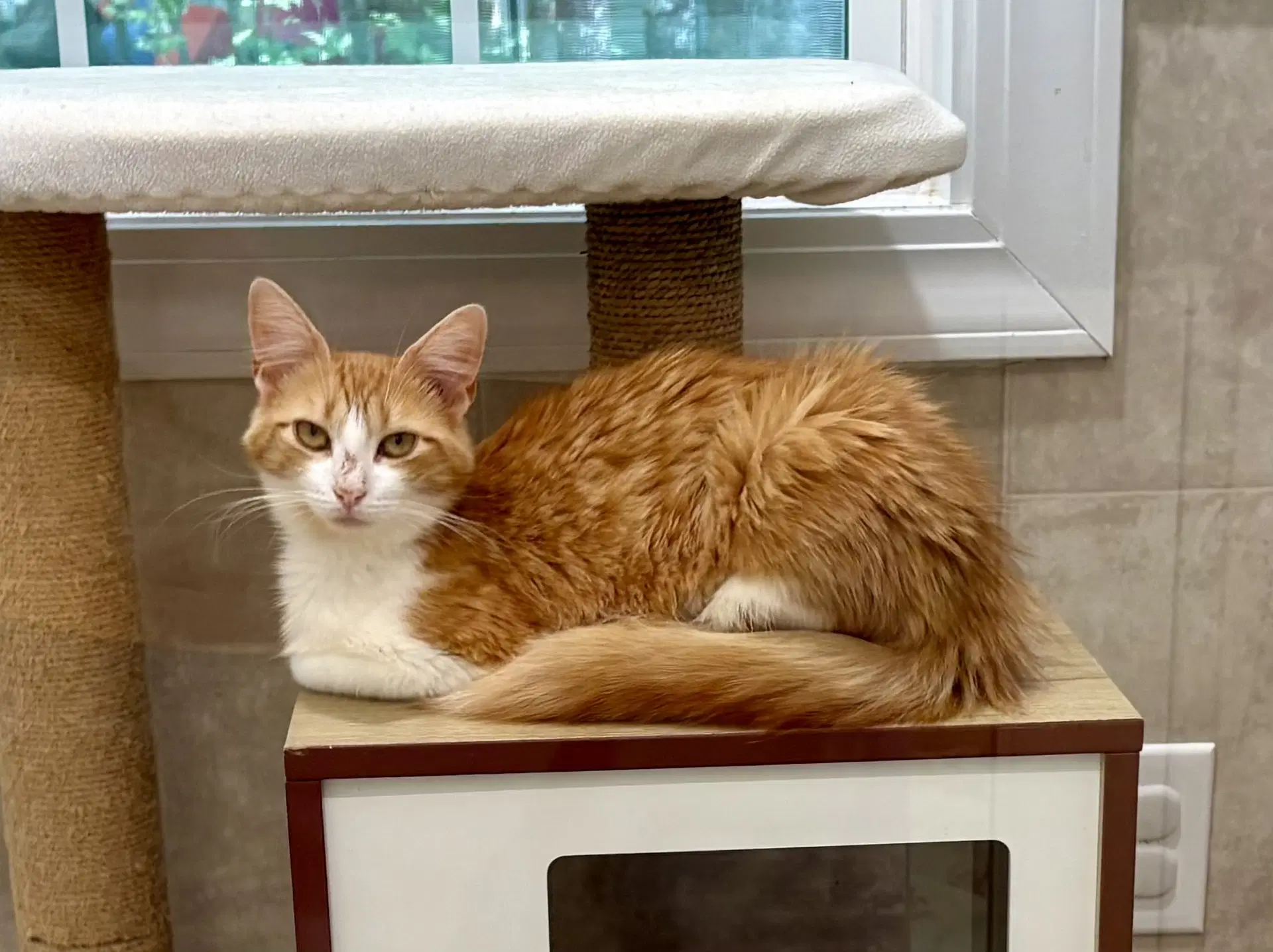 Peaches - Domestic Long Hair