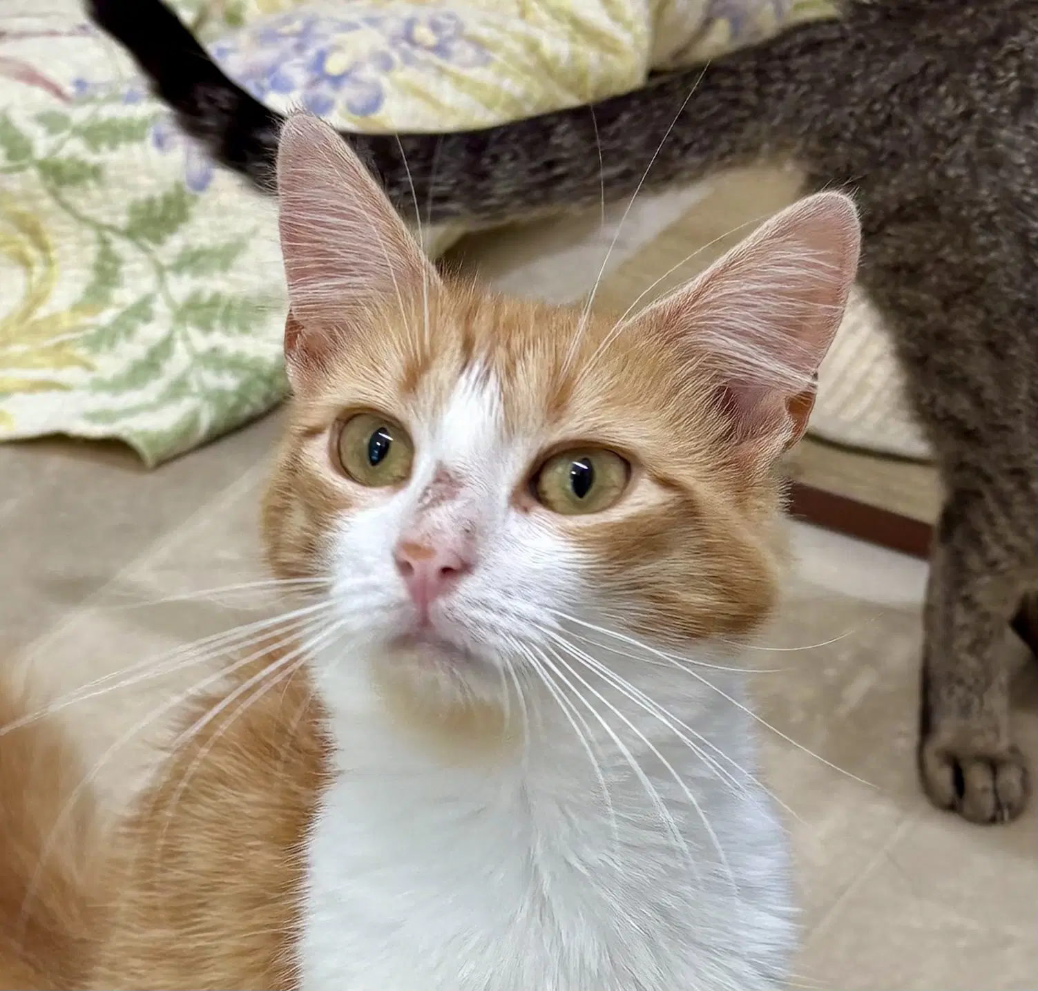 Peaches image 3