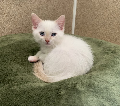 Apollo, an adoptable Domestic Short Hair in McCormick, SC