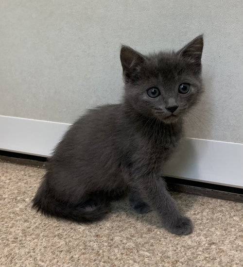 Asher, an adoptable Domestic Short Hair in McCormick, SC