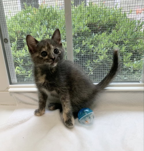 Azalea, an adoptable Tortoiseshell in McCormick, SC
