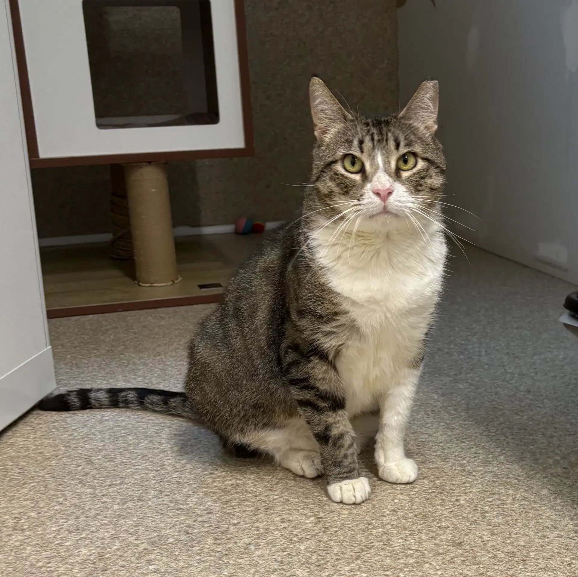 Bandit - Domestic Short Hair