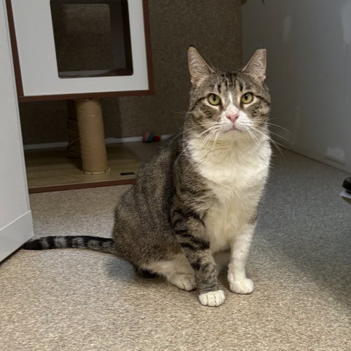 Bandit, a cat for adoption from The Humane Society of McCormick County, Inc.