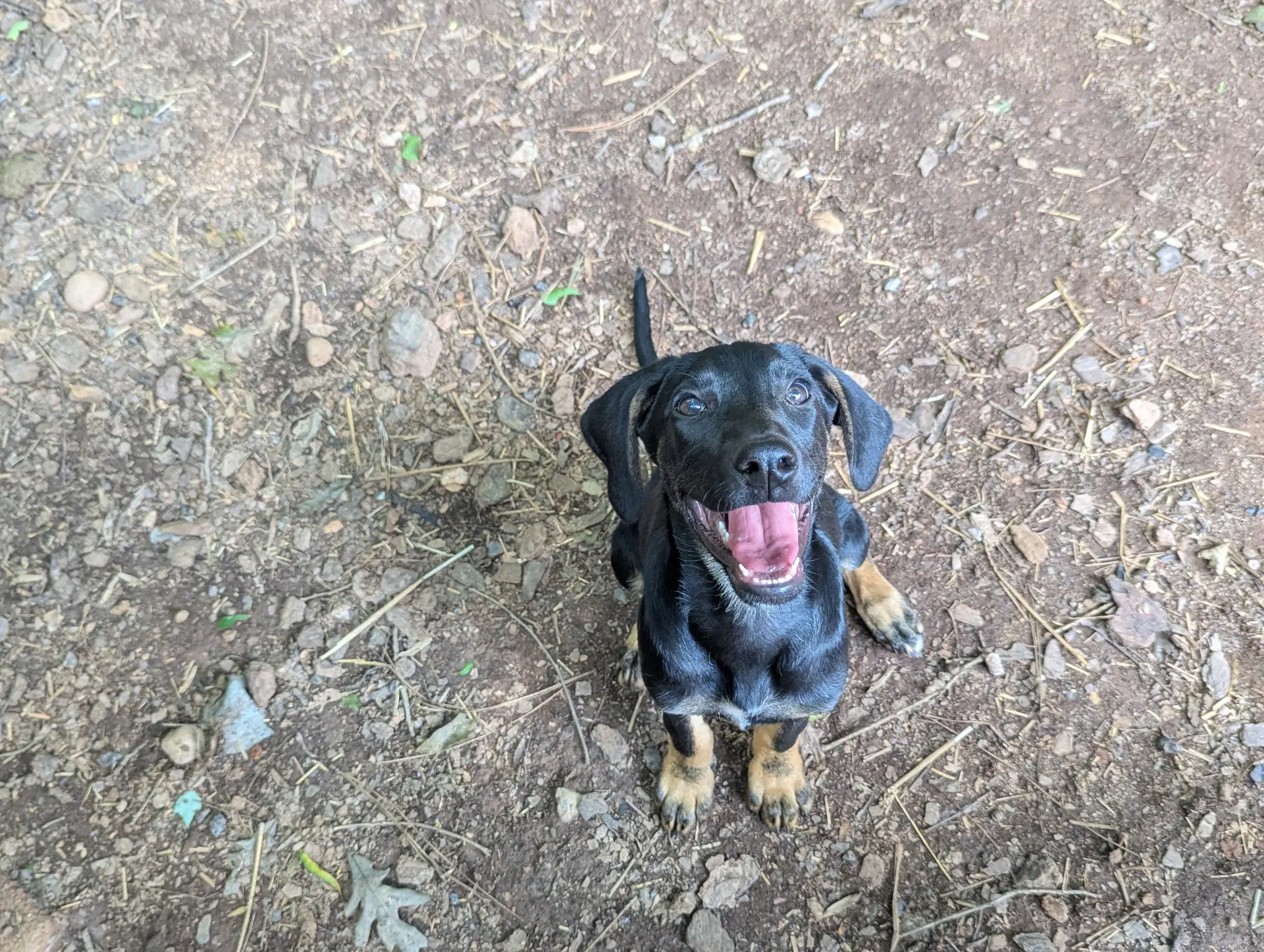 Sally - Hound