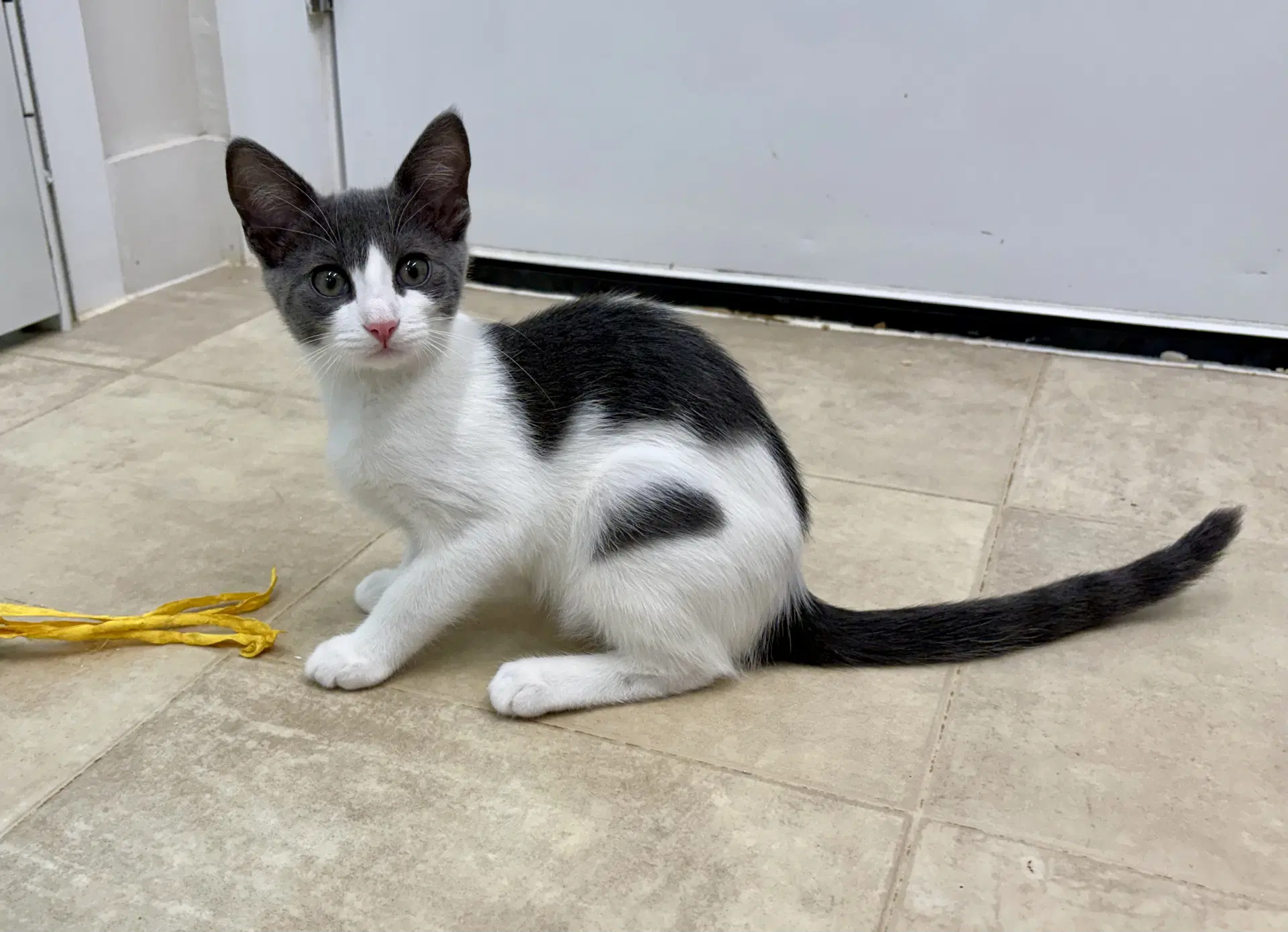 Radar - Domestic Short Hair