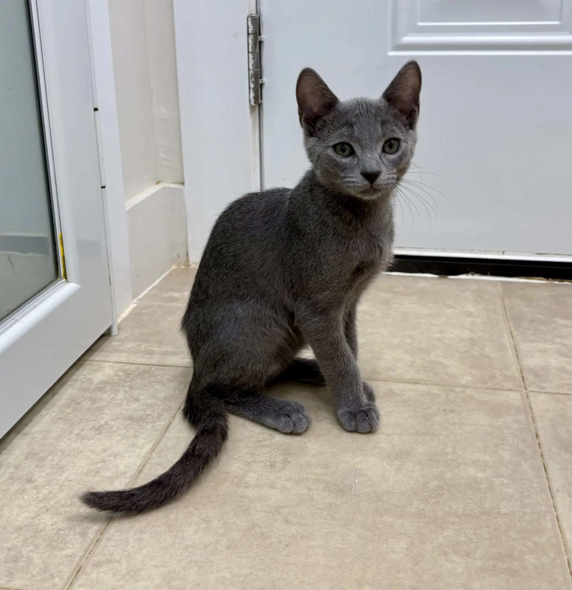 Radar - Domestic Short Hair