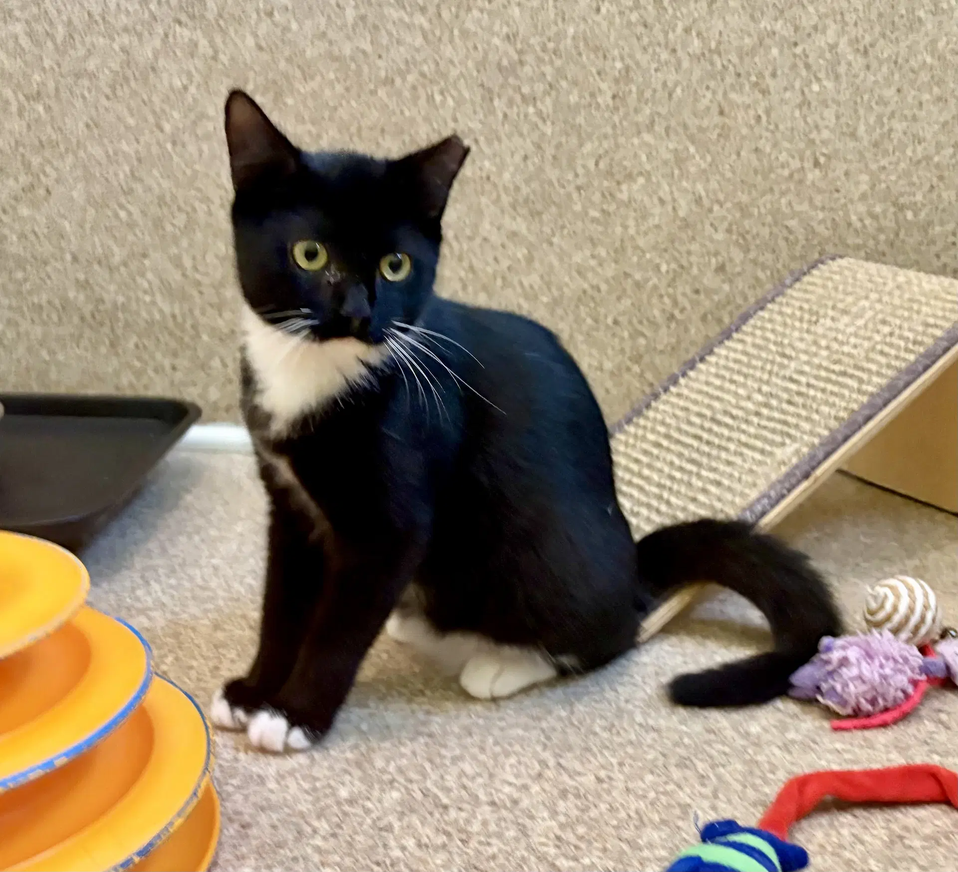 Wendall - Domestic Short Hair