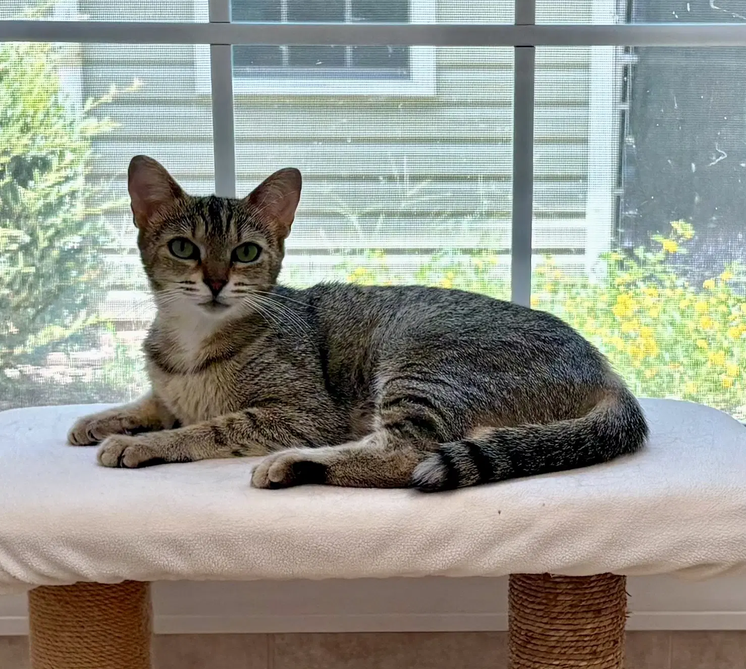Sugar - Domestic Short Hair