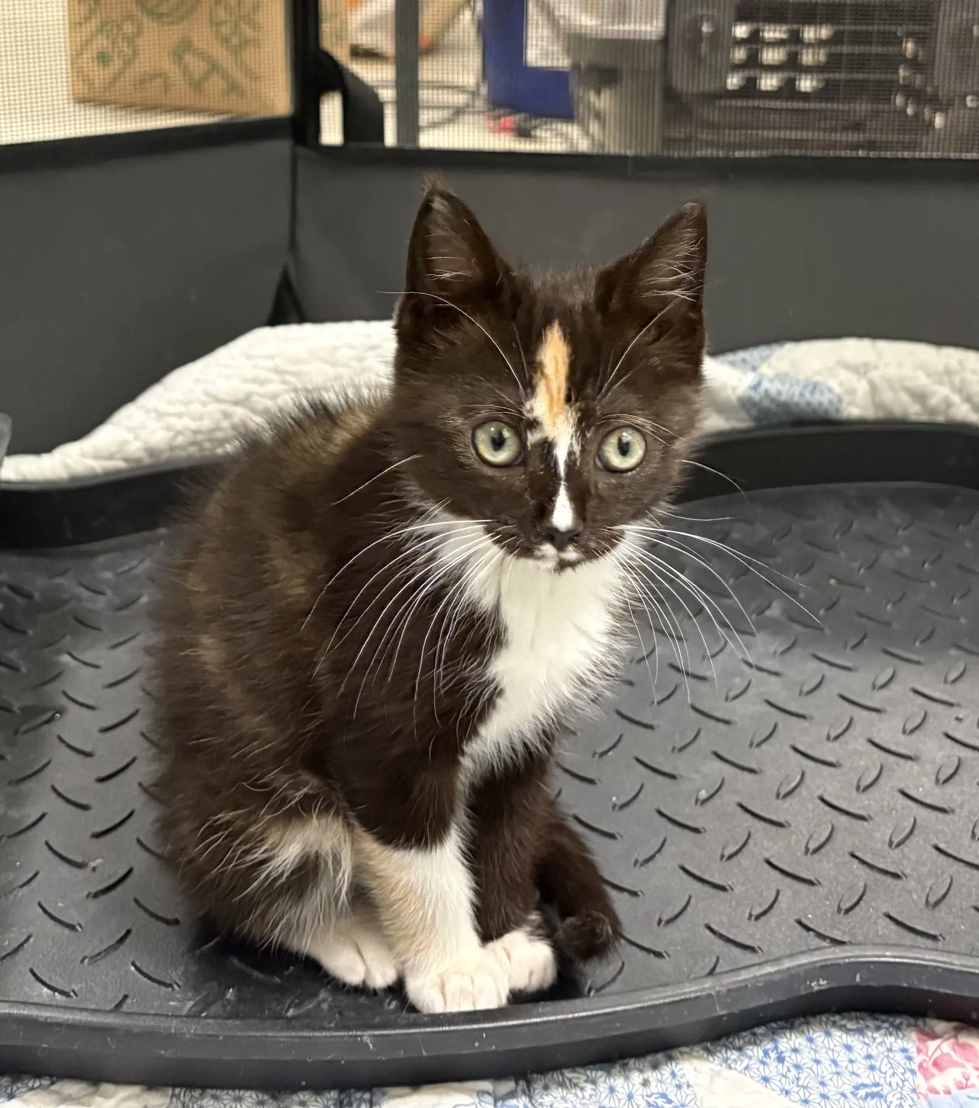 Kira - Domestic Short Hair