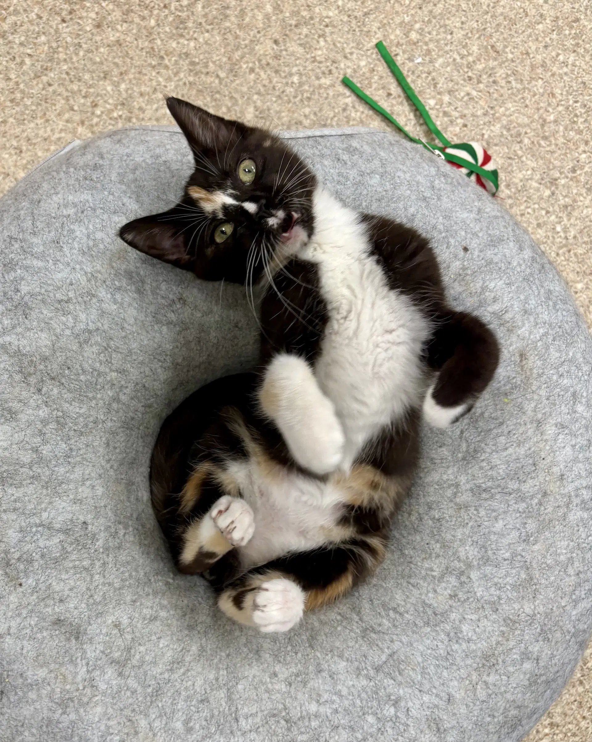 Kira - Domestic Short Hair