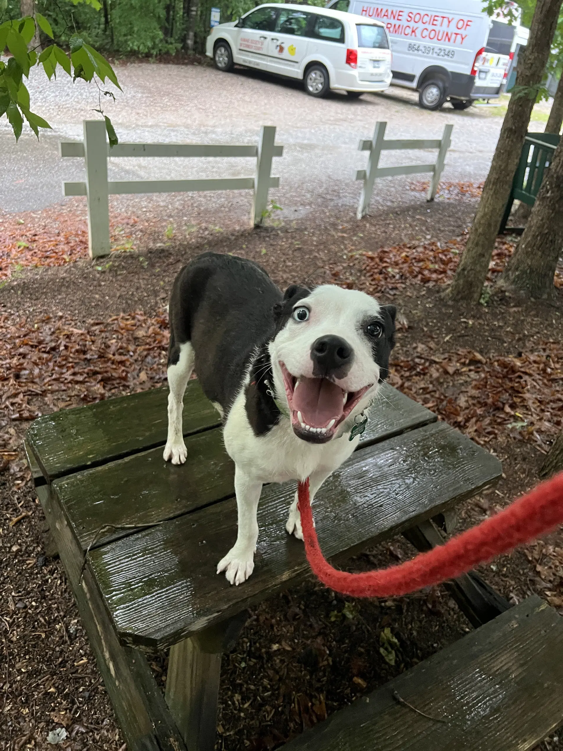 Oreo - Unknown