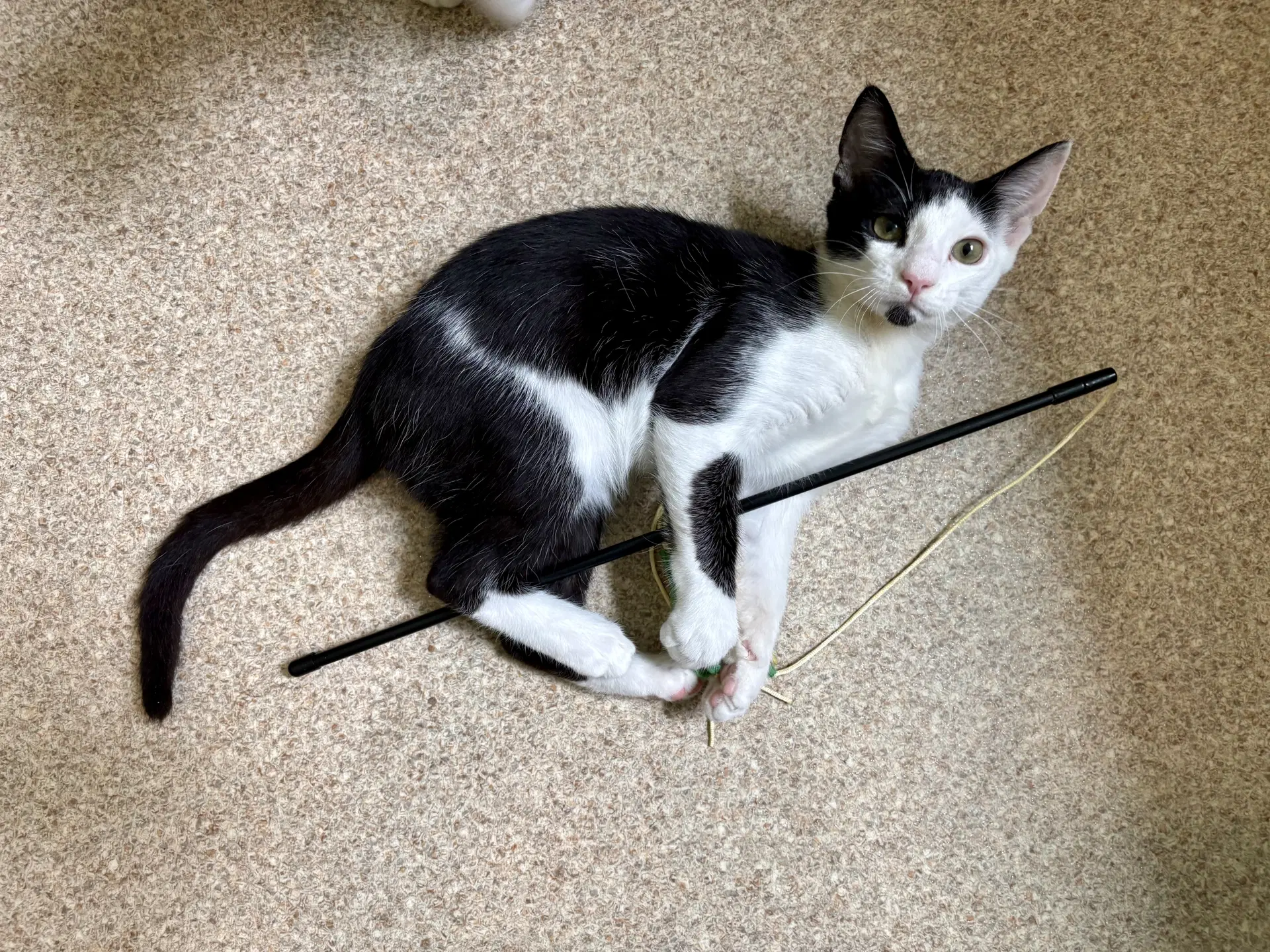 Orchid - Domestic Short Hair