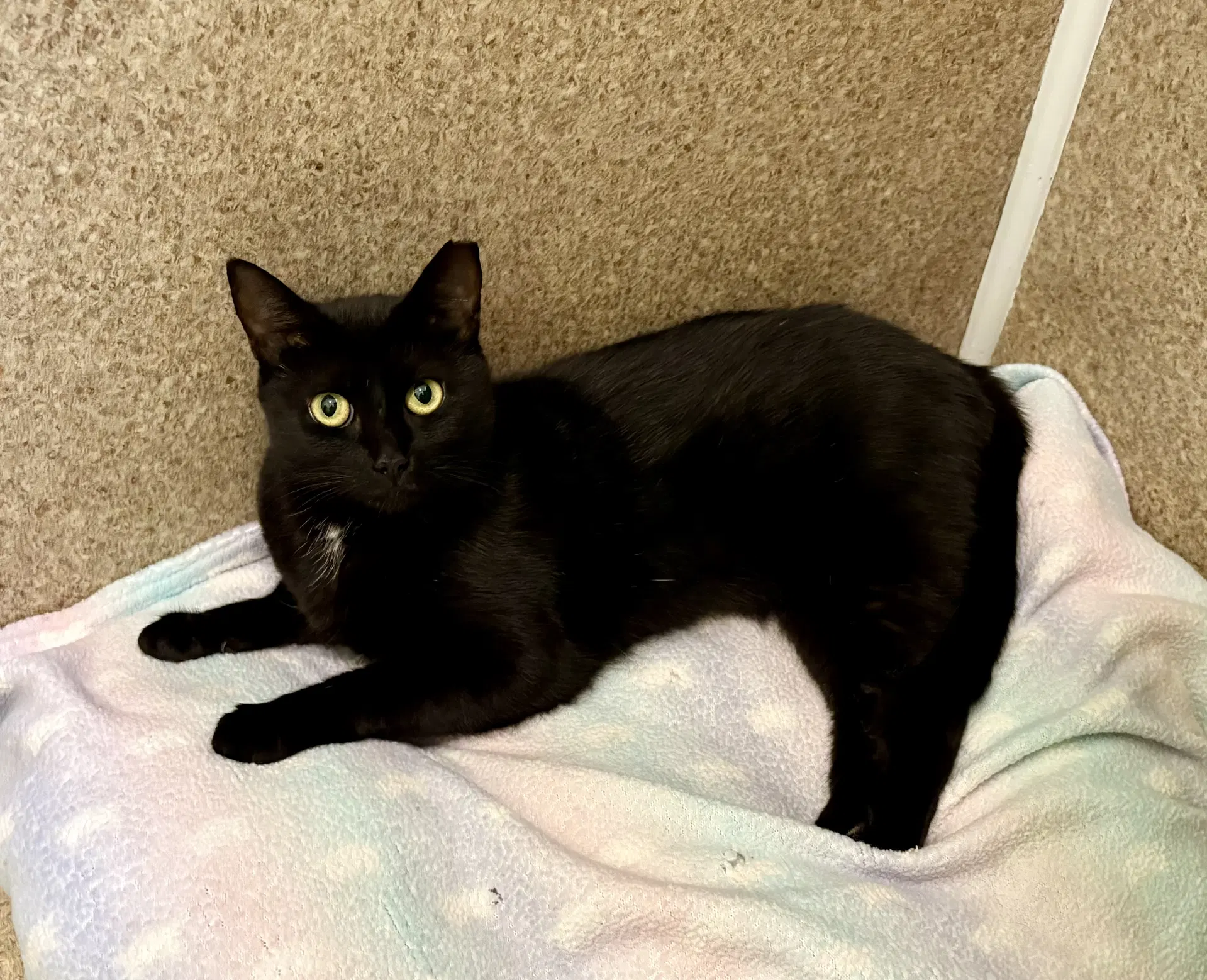 Violet - Domestic Short Hair