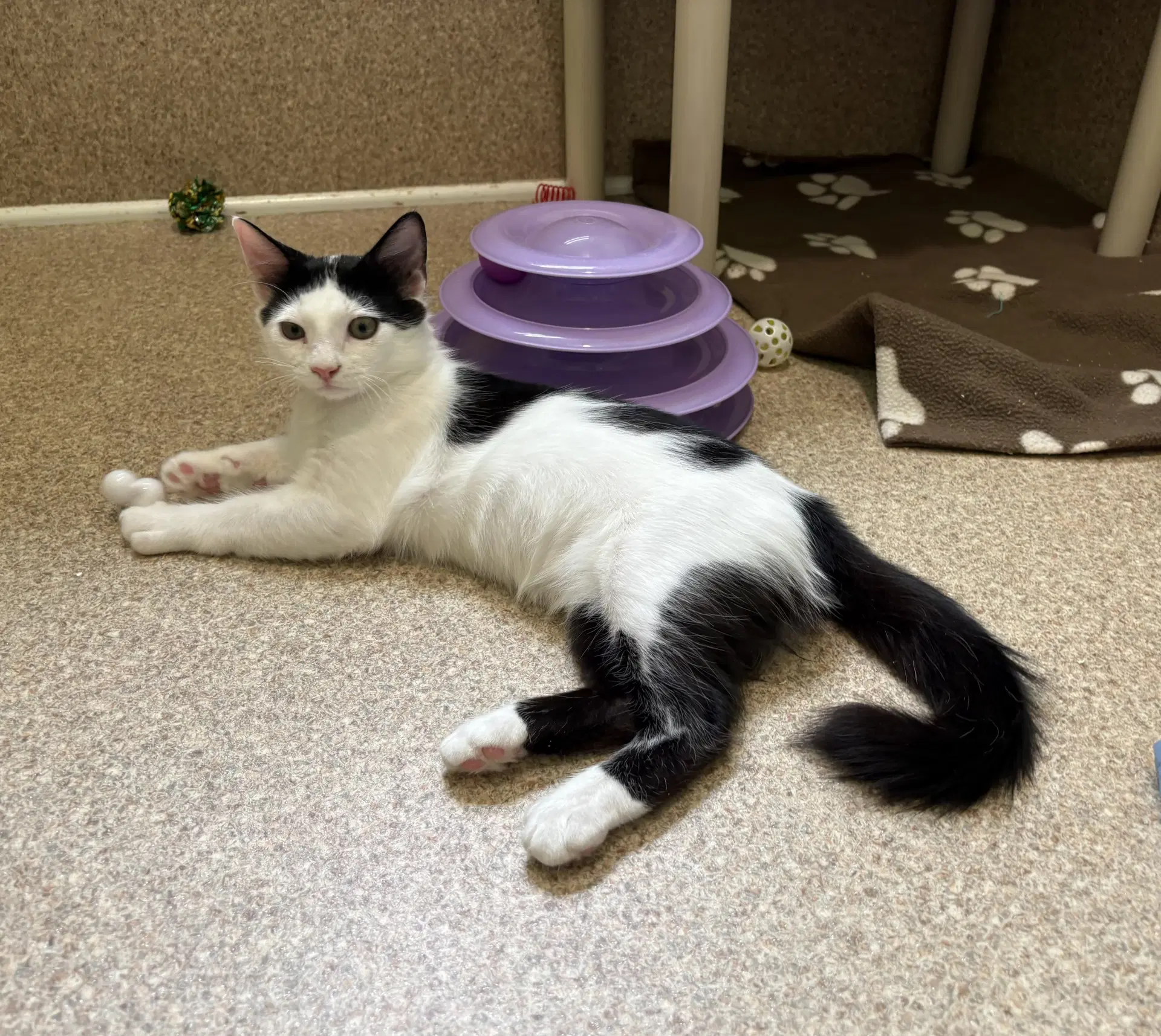 Oakley - Domestic Short Hair