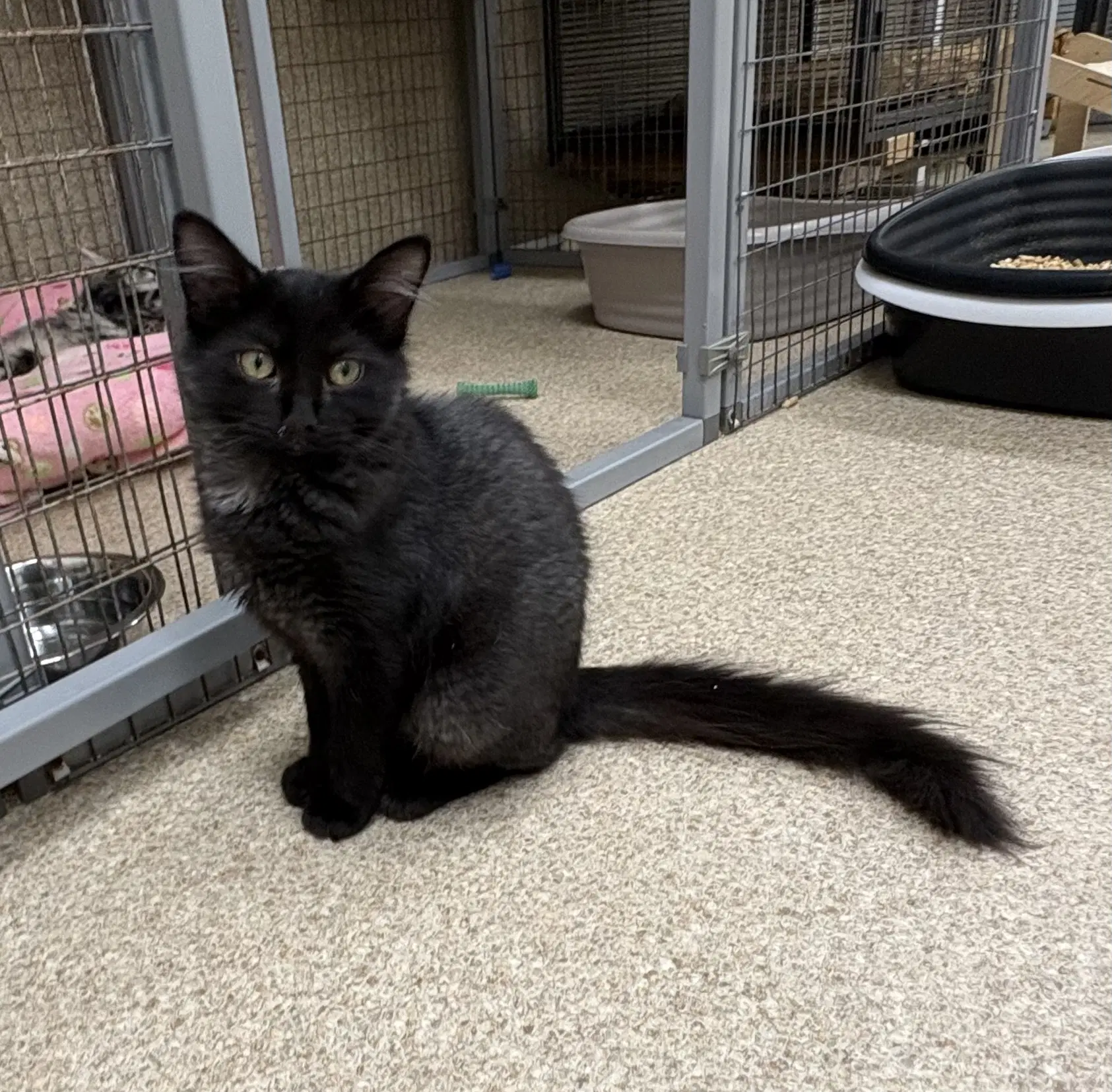 Tina - Domestic Short Hair