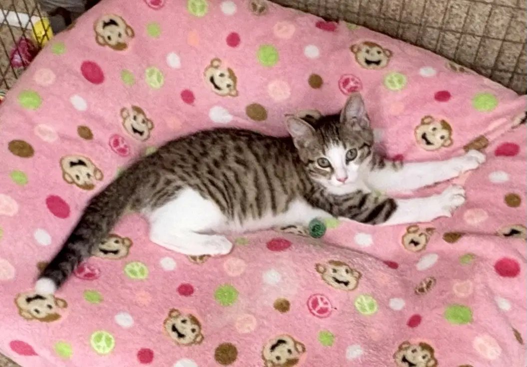 Hazel - Domestic Short Hair