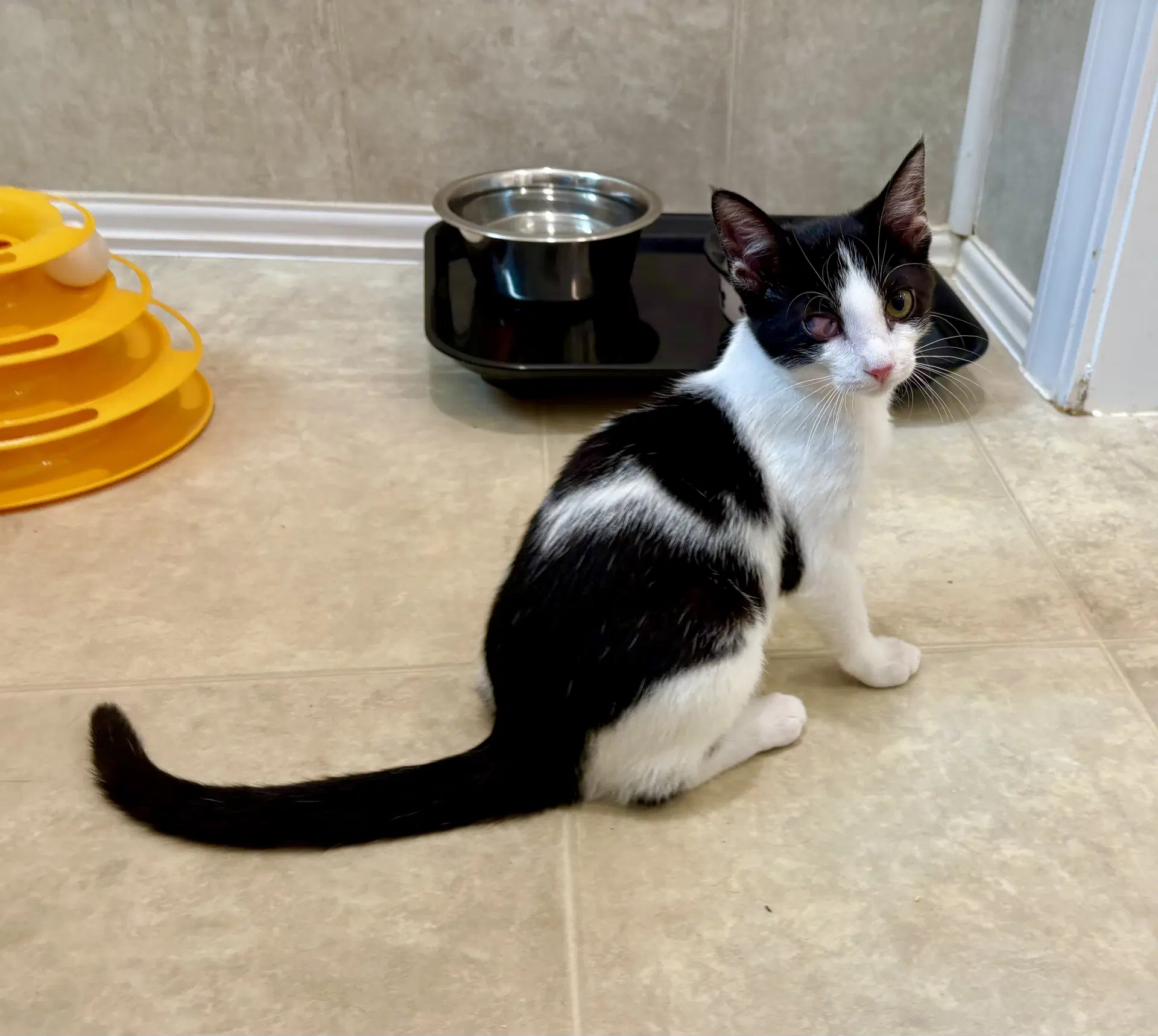 Nesha - Domestic Short Hair