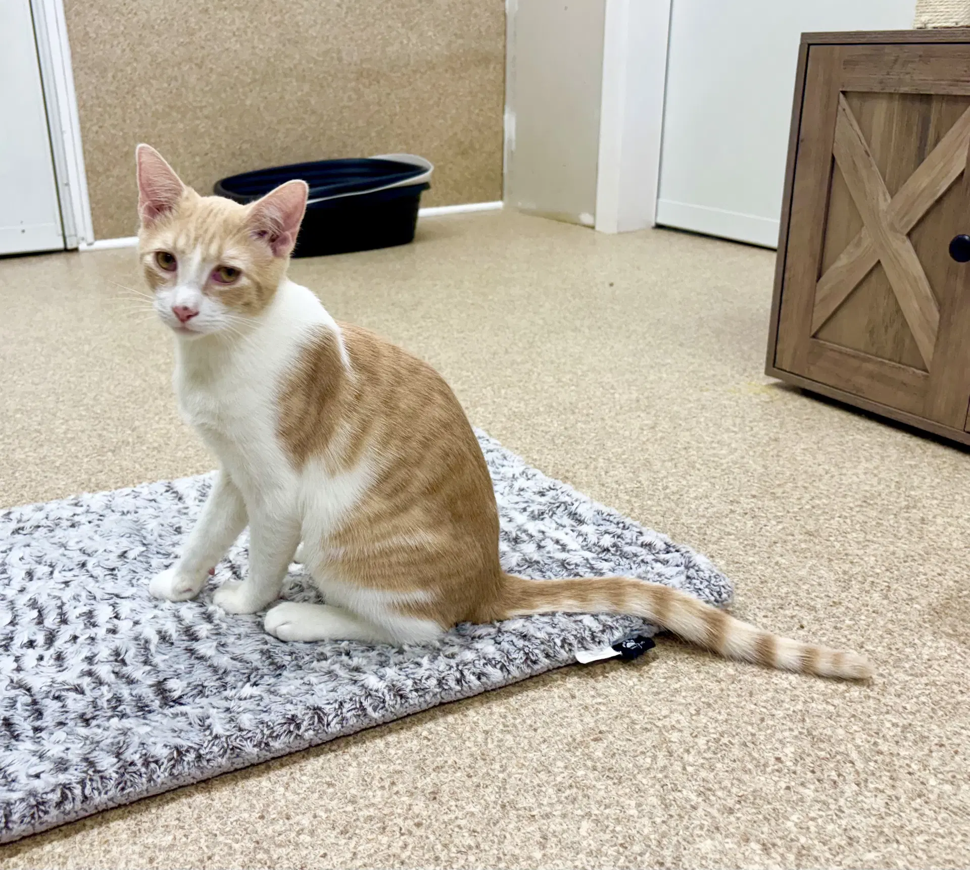 Jackson - Domestic Short Hair