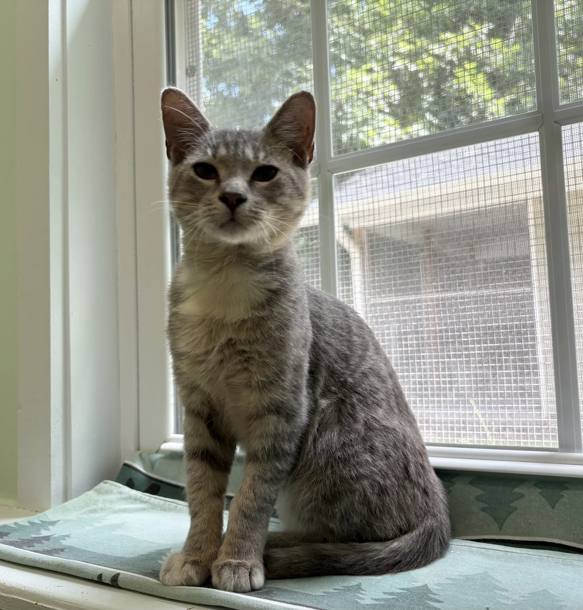 Mory - Domestic Short Hair