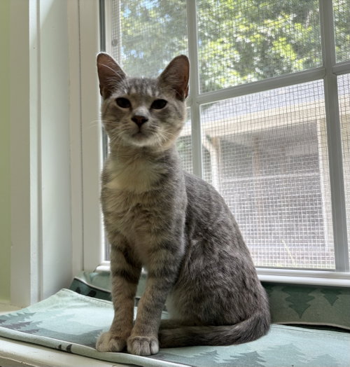 Mory, a cat for adoption from The Humane Society of McCormick County, Inc.