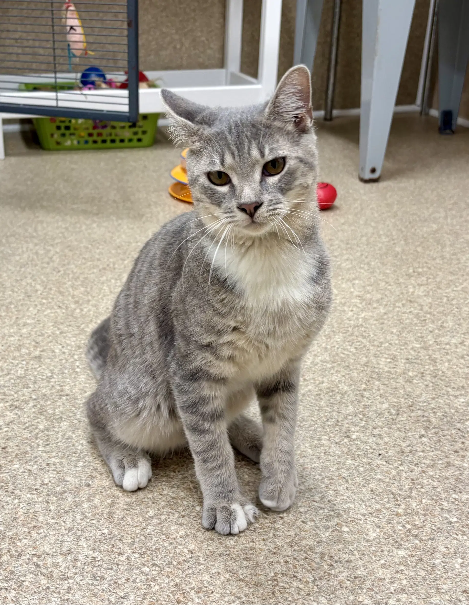 Mory - Domestic Short Hair