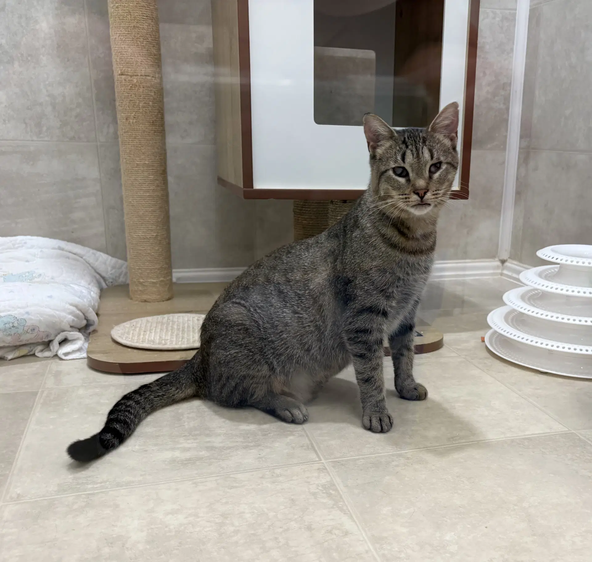 Pickles - Domestic Short Hair