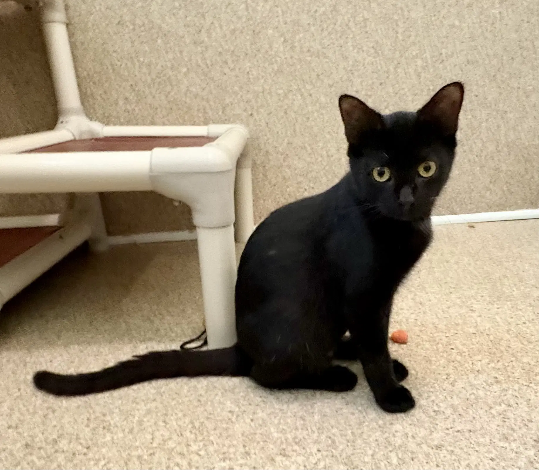 Wendy - Domestic Short Hair