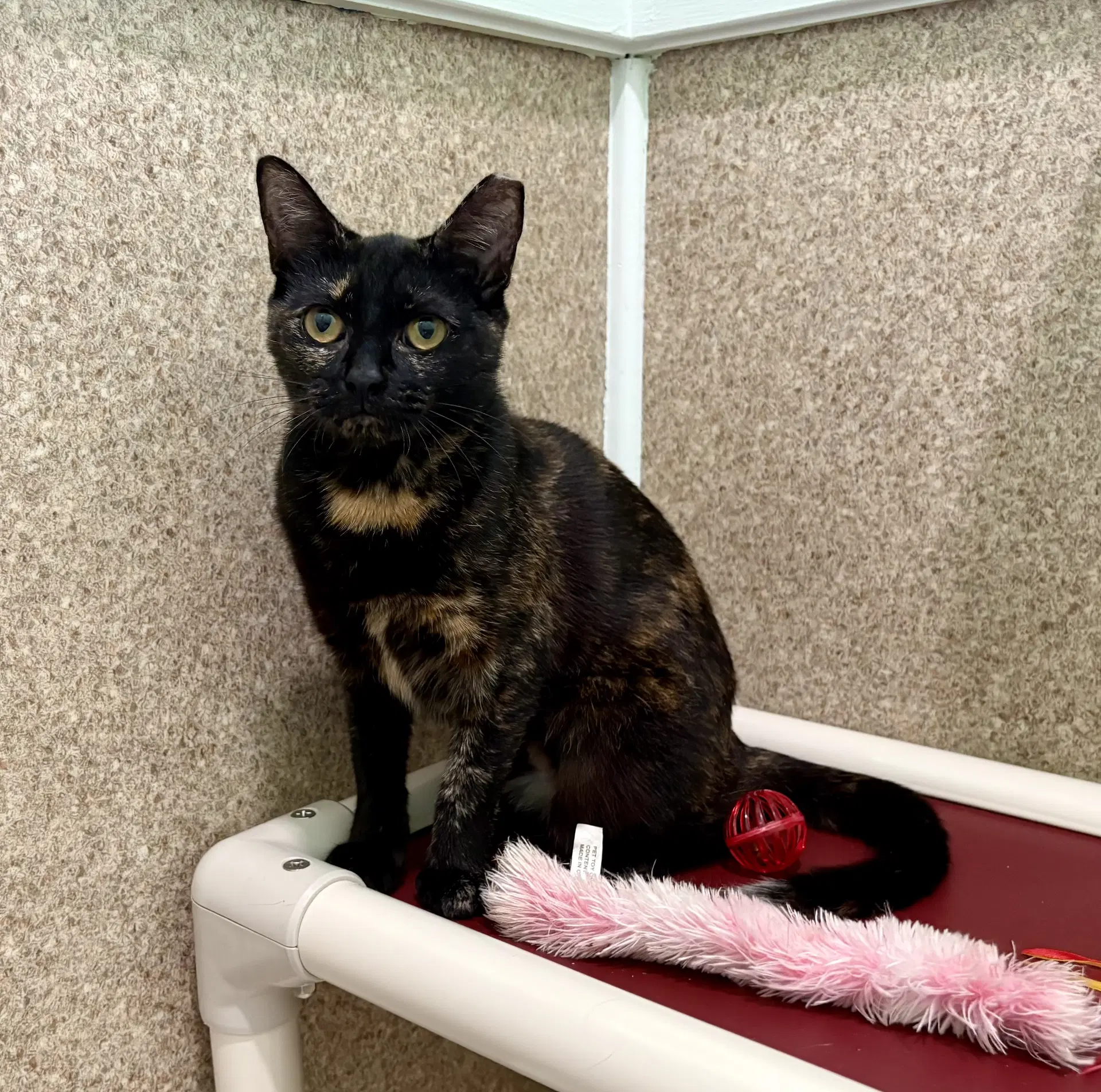 Umber - Tortoiseshell